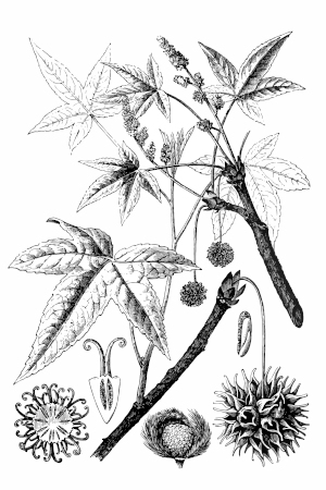 Sweet Gum Diagram